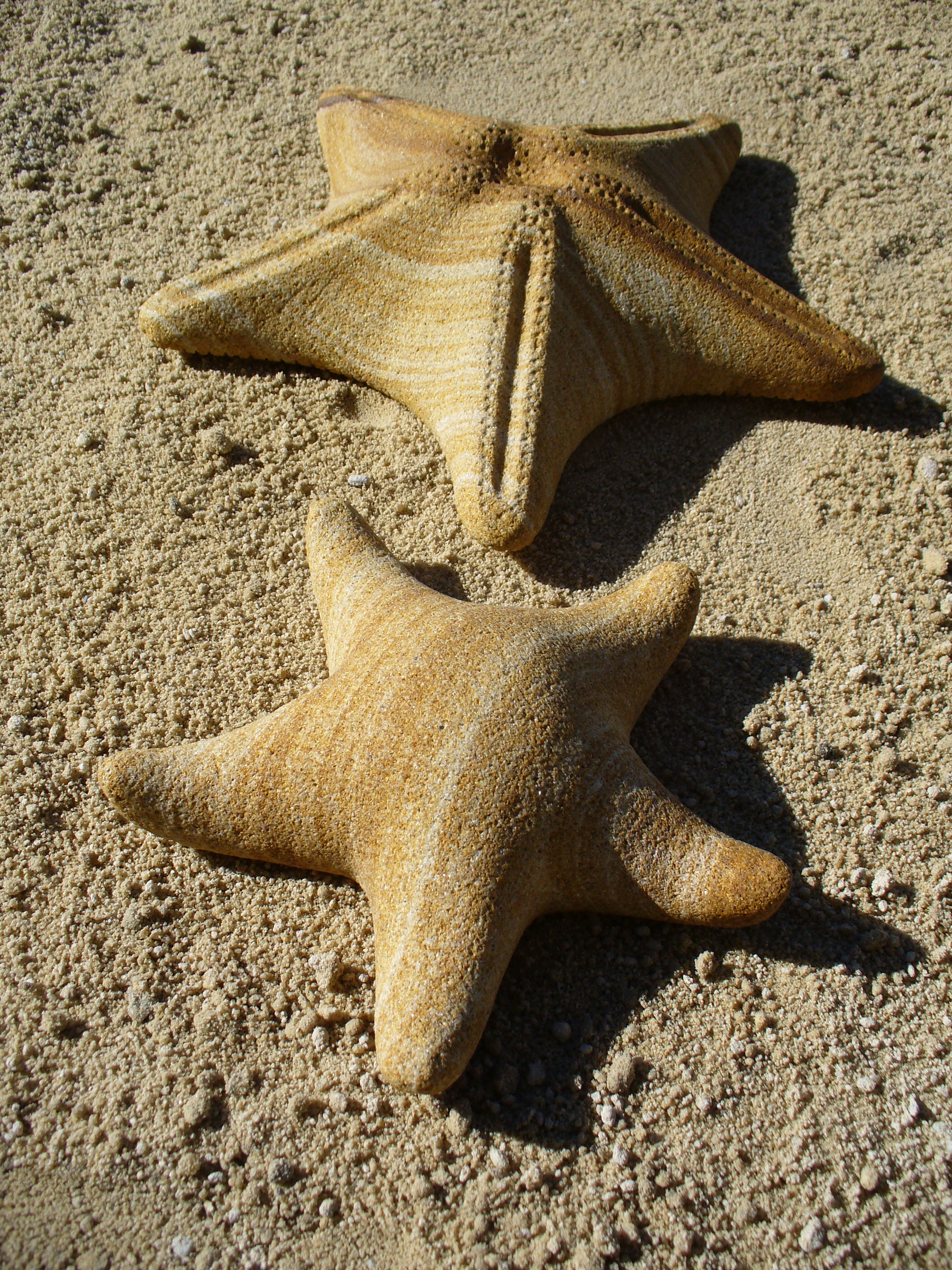 Sea Shells 2
